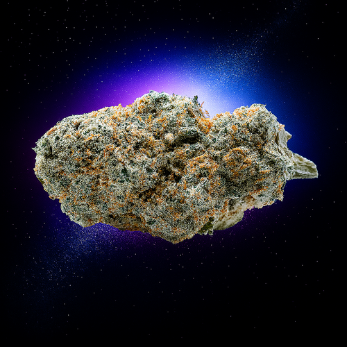 Mango Haze | 23% CBD | Indoor